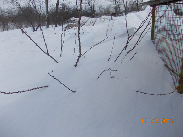 Picture1 037 - zapezile de alta data- iarna2011- 2012