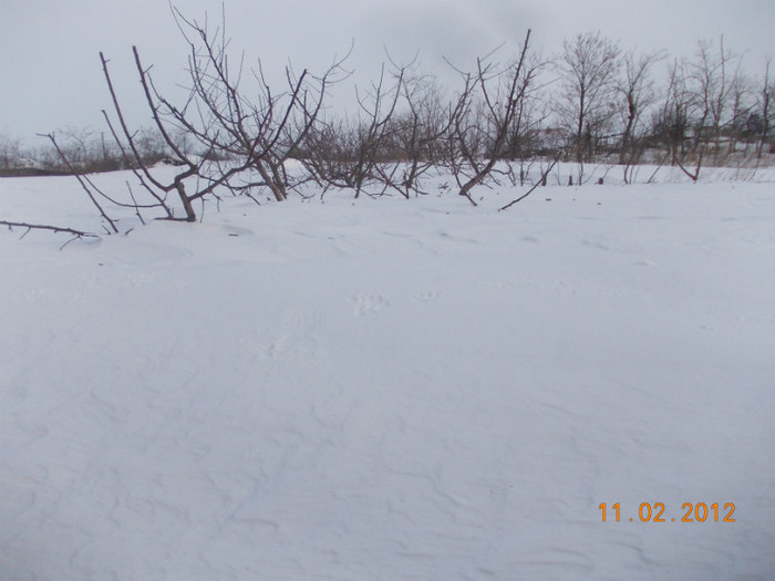 Picture1 038 - zapezile de alta data- iarna2011- 2012