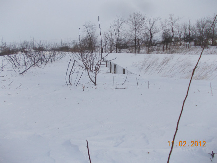 Picture1 039 - zapezile de alta data- iarna2011- 2012