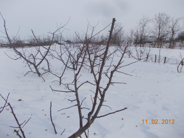 Picture1 040 - zapezile de alta data- iarna2011- 2012