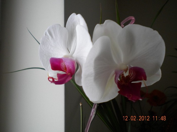  - orhidee 2012