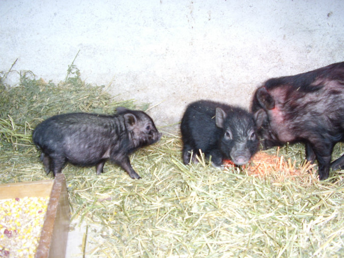 STA41115 - Porci Vietnamezi