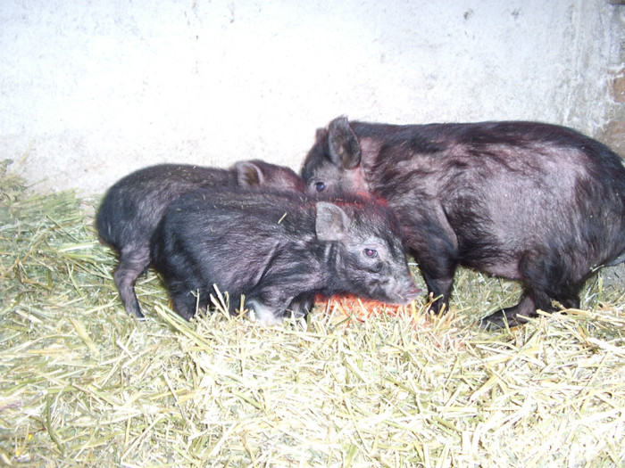 STA41116 - Porci Vietnamezi