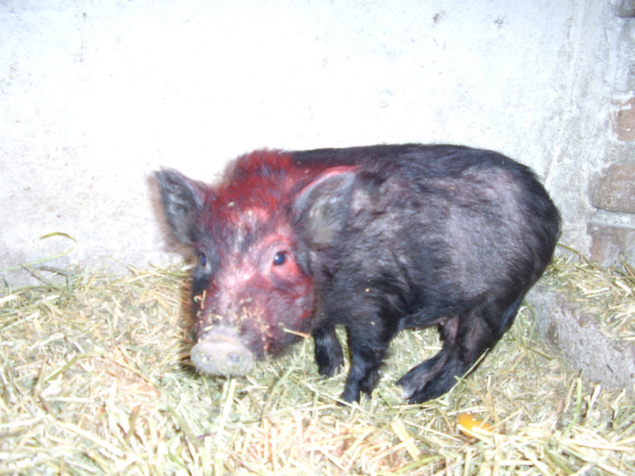 STA41128 - Porci Vietnamezi