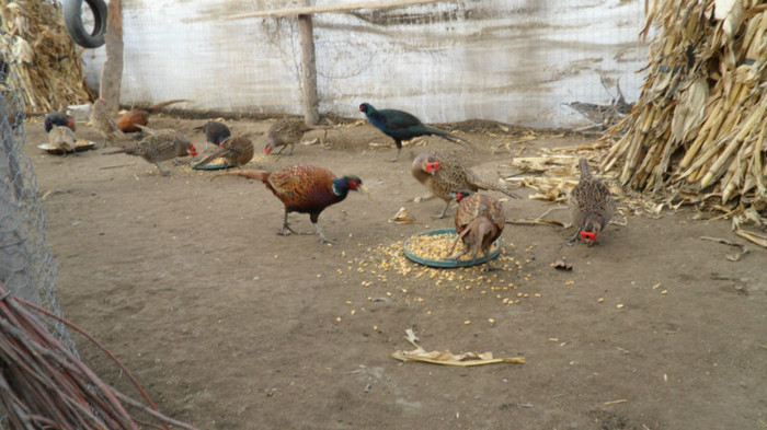 SAM_8467 - FAZANI COMUNI SI TENEBROSI