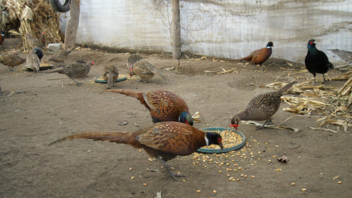 SAM_8469 - FAZANI COMUNI SI TENEBROSI