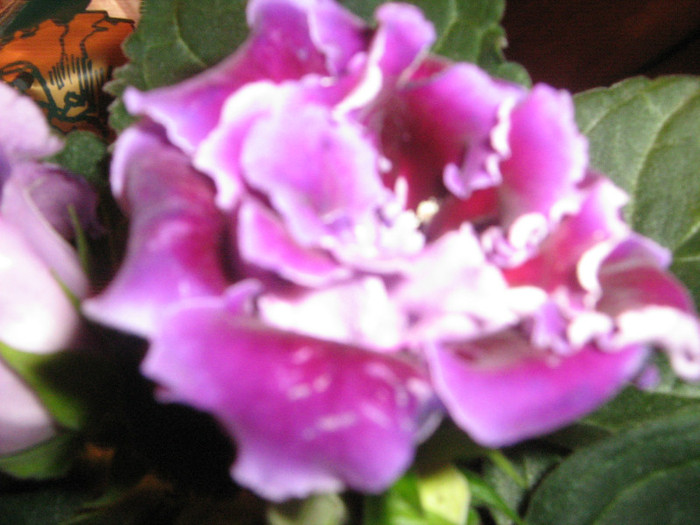 e minunata - Gloxinia