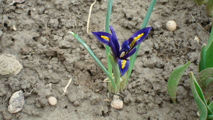 DSC00744 IRIS RETICULATA