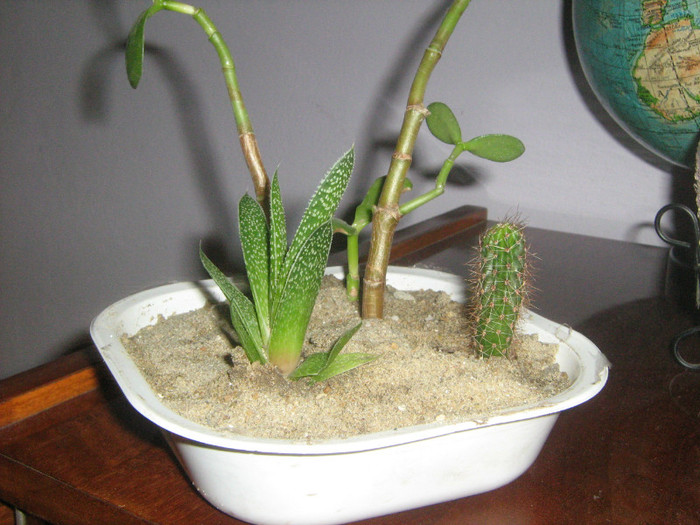 aloe aristata,cactus,crasulla - cactusi - noi