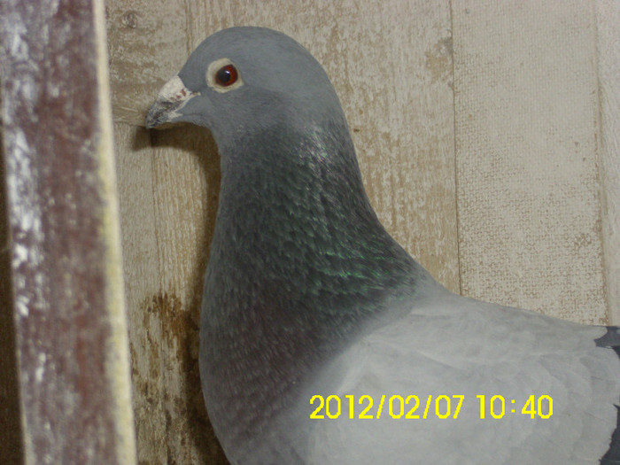 IMG_0568 - poze 07-02-2012