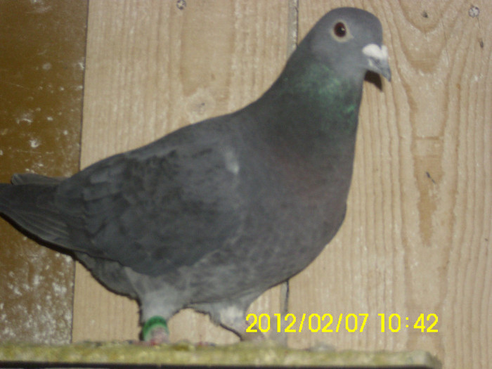 IMG_0574 - poze 07-02-2012