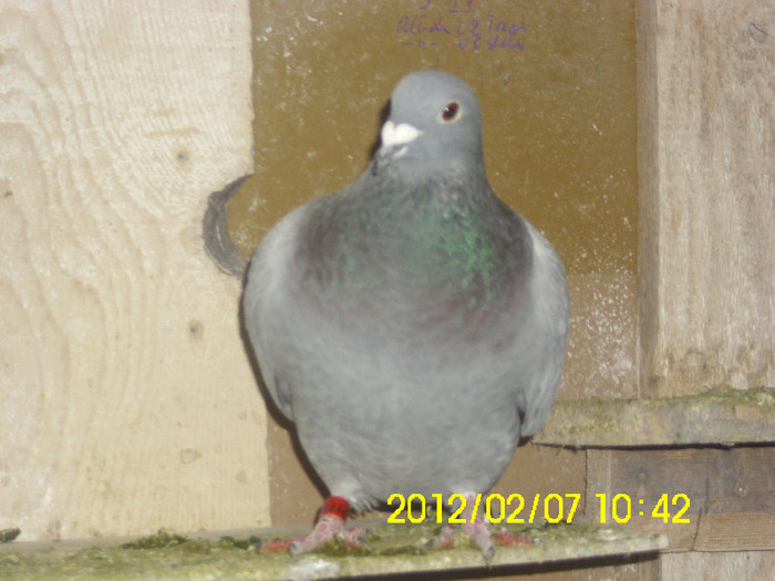 IMG_0576 - poze 07-02-2012
