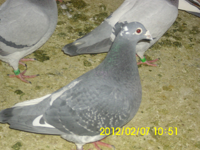 IMG_0602 - poze 07-02-2012
