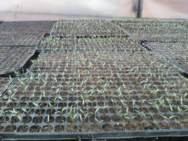 o mik parte a rasadului de rosii!