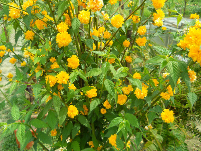 011 KERRIA JAPONICA - ARBORI FRUCTIFERI SI ARBUSTI ORNAMENTALI