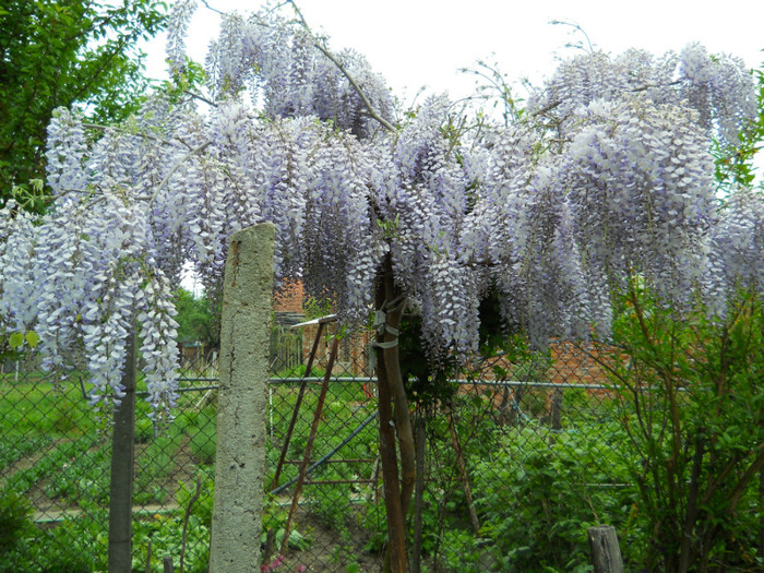 012 WISTERIA FLORIBUNDA; GLICINA JAPONEZA
