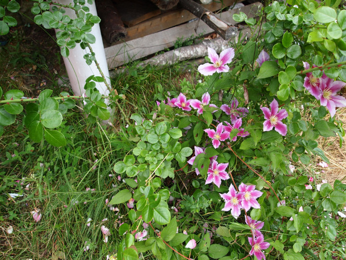 P7021277 - V-Gradina la munte