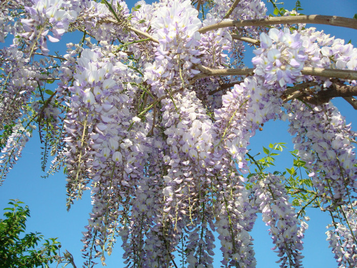 021 WISTERIA FLORIBUNDA - ARBORI FRUCTIFERI SI ARBUSTI ORNAMENTALI