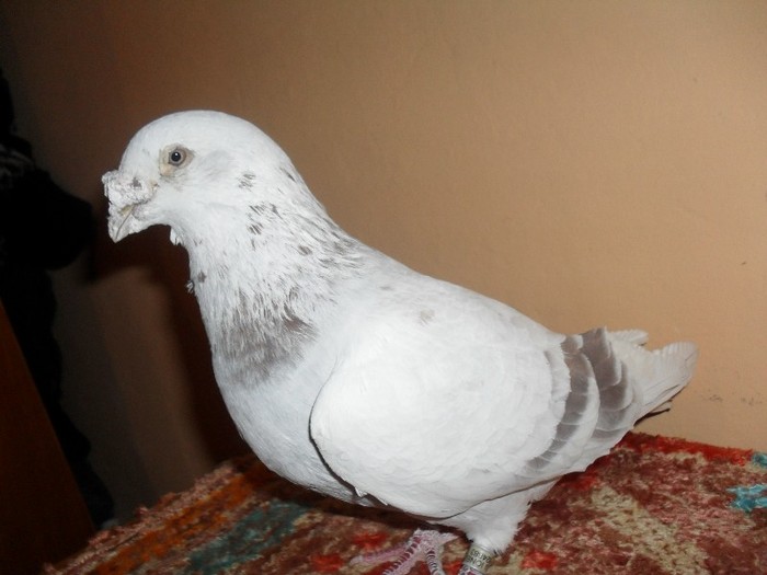 barbat- 2006 - porumbei standard