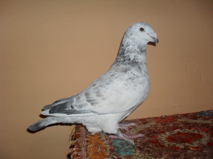 barbat - 2011 - porumbei standard