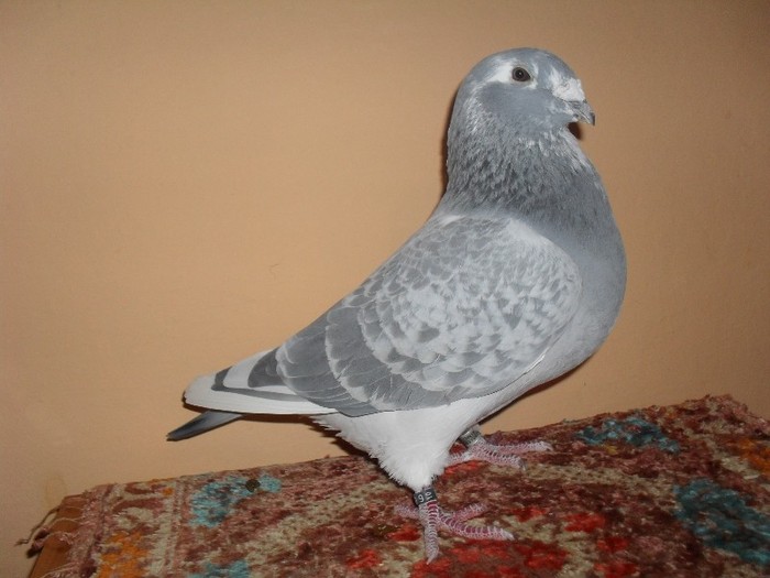 barbat - 2010 - porumbei standard