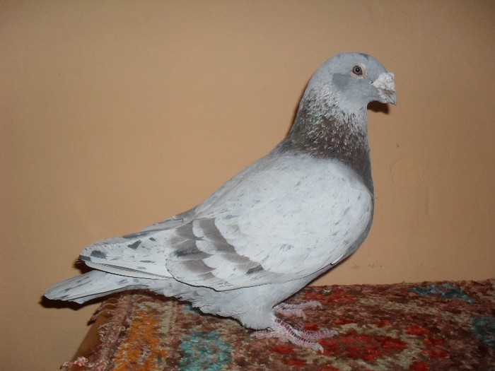 barbat -1999 - porumbei standard