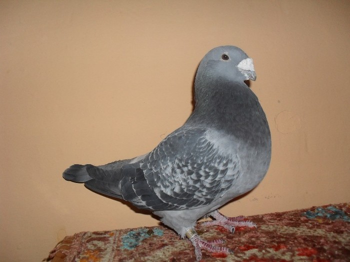 barbat - 2007 - porumbei standard