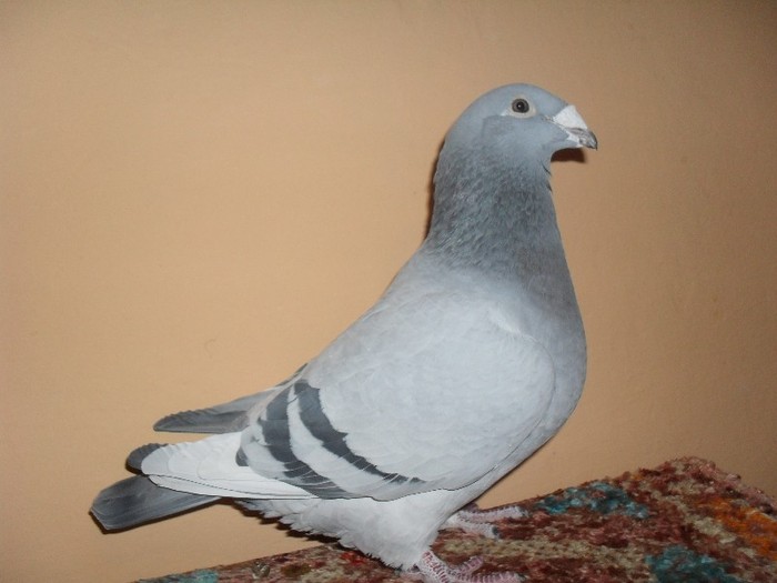 fata - 2009 - porumbei standard