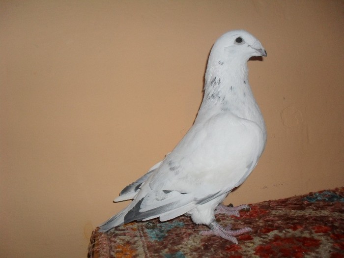 barbat - 2011 - porumbei standard