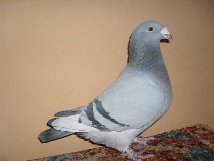 fata - 2009 - porumbei standard