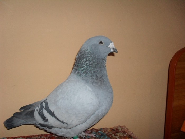 fata - 2008 - porumbei standard
