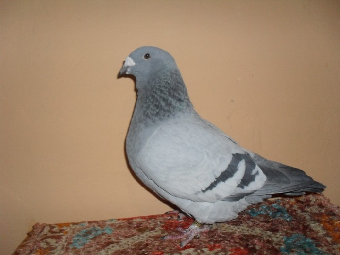 fata - 2008 - porumbei standard