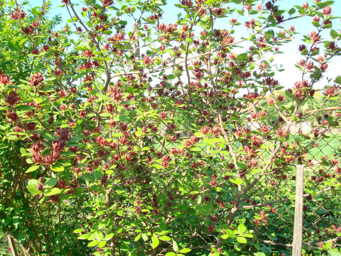 025 CALYCANTHUS FLORIDUS