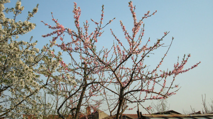 DSC00822 PIERSIC-PRUNUS PERSICA - ARBORI FRUCTIFERI SI ARBUSTI ORNAMENTALI