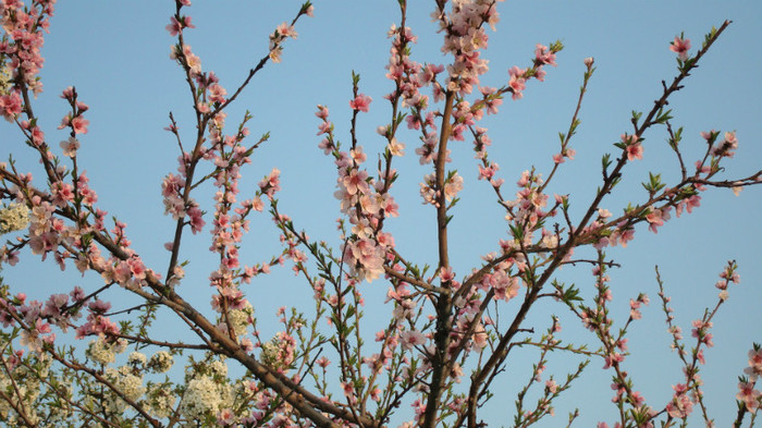 DSC00849 PIERSICUL-PRUNUS PERSICA - ARBORI FRUCTIFERI SI ARBUSTI ORNAMENTALI