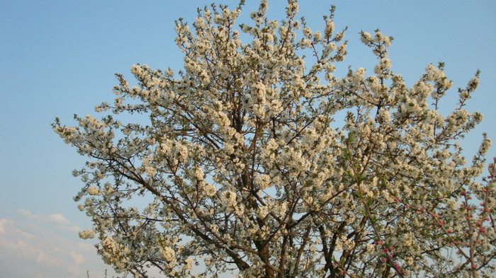 DSC00850 CIRES DE MAI -PRUNUS AVIUM - ARBORI FRUCTIFERI SI ARBUSTI ORNAMENTALI