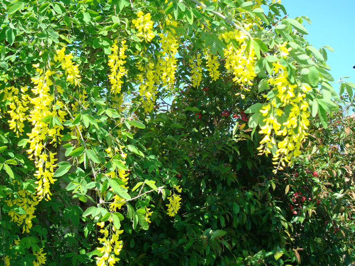 DSC00941 LABURNUM ANAGYROIDES - ARBORI FRUCTIFERI SI ARBUSTI ORNAMENTALI