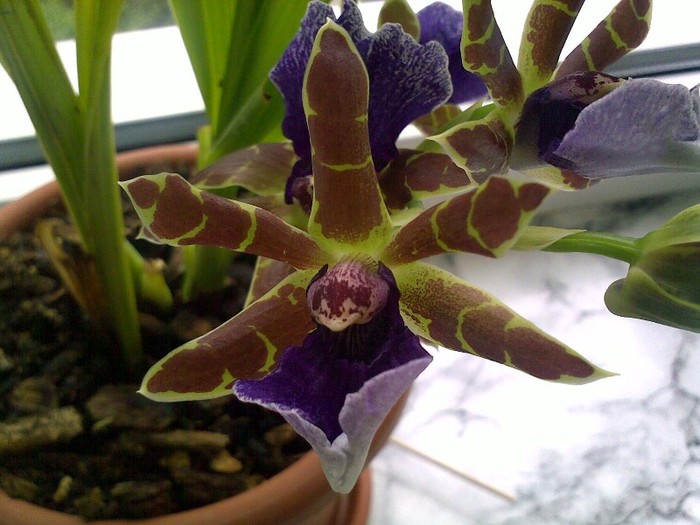 010820111106 - Zygopetalum