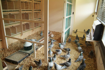 pigeon_loft - Modele de Crescatorii