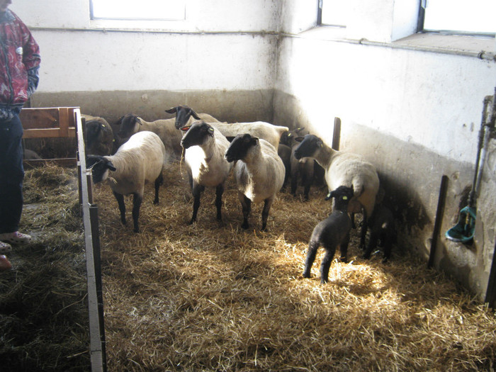 mielute nascuti de 2 zile-feb-2012