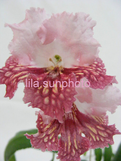  - streptocarpus CYNAMON