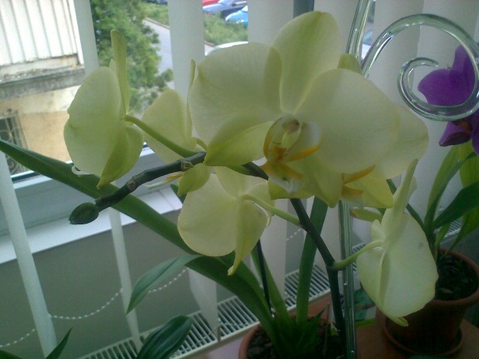 01062011967 - Phalaenopsis Taida Smile Little Gold