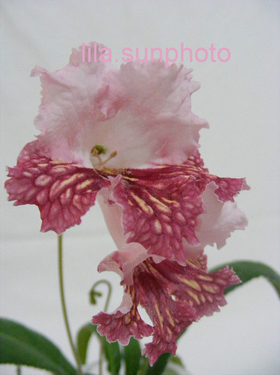  - streptocarpus CYNAMON