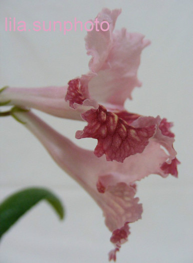  - streptocarpus CYNAMON