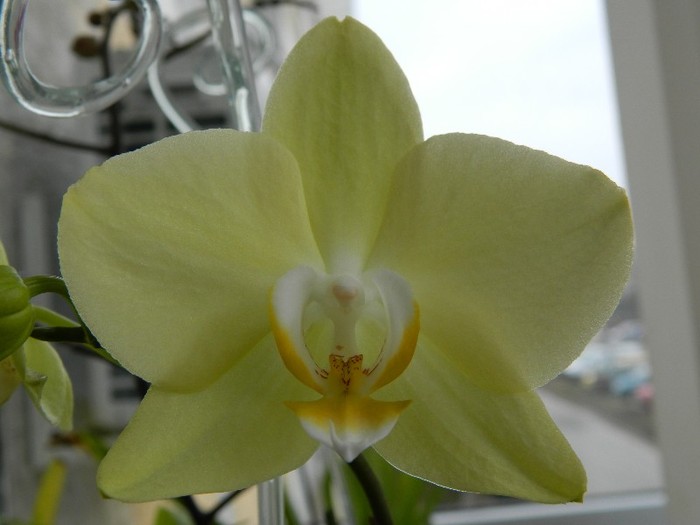 DSCN0200 - Phalaenopsis Taida Smile Little Gold