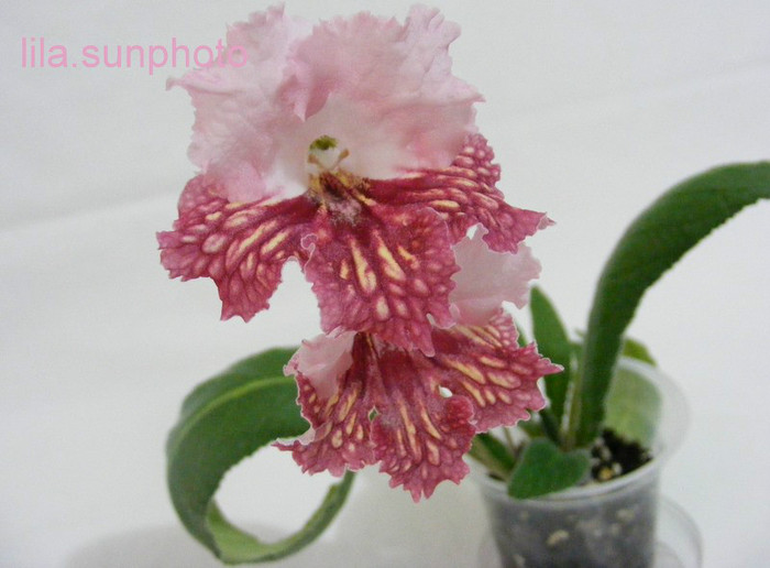  - streptocarpus CYNAMON