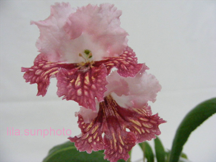  - streptocarpus CYNAMON