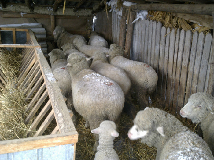 11022012836 - MERINOS DE PALAS