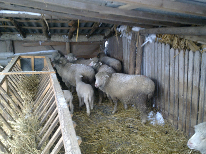 11022012838 - MERINOS DE PALAS