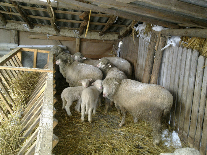 11022012839 - MERINOS DE PALAS